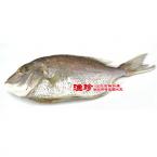 【石楼特产】 渔珍海立鱼 700g