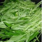 白通菜 约500g（时价）