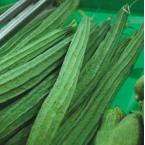 丝瓜 2条约1000g（时价）
