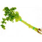 香芹 约250g（时价）