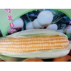 连州甜玉米 1100g（时价）