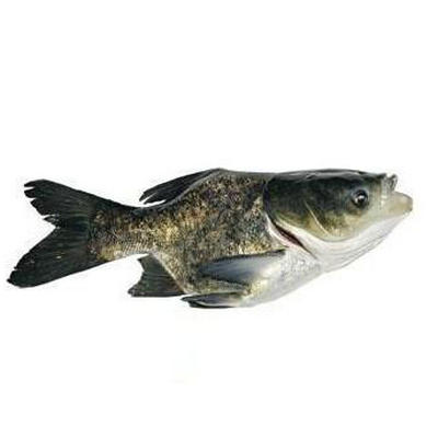 缩骨大头鱼1300g时价