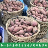 【五华特产】五华红薯1500g (时价）