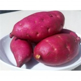 增城一点红番薯（8斤/礼品箱包装）时价