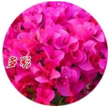 【中农特供】多彩4年苗 12盆