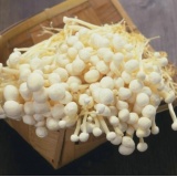 【宏洋特供】金针菇 10kg