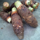 【乐昌特产】正宗张溪炮弹香芋（大于5斤），11.5元/斤，按实重改价