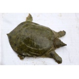 散养甲鱼/水鱼/鳖  约4斤~4.5斤/只（时价 内含屠宰费）（注意：新鲜屠宰后的鱼，非质量问题不作退换）