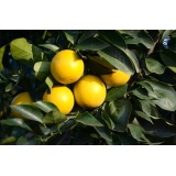 正宗湛江红江橙 2斤【产地直採】