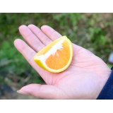 正宗湛江红江橙 2斤【产地直採】